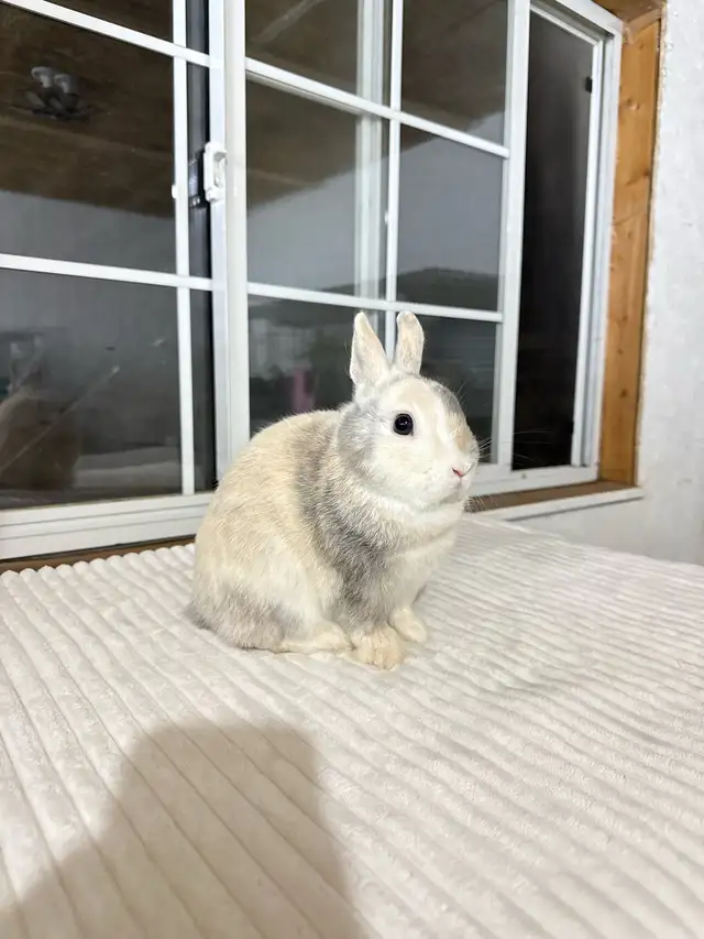Friendly Male Netherland Dwarf bunny