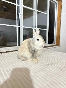 Friendly Male Netherland Dwarf bunny