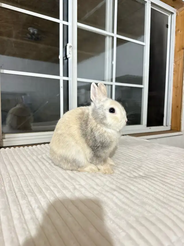 Friendly Male Netherland Dwarf bunny - Photo 2