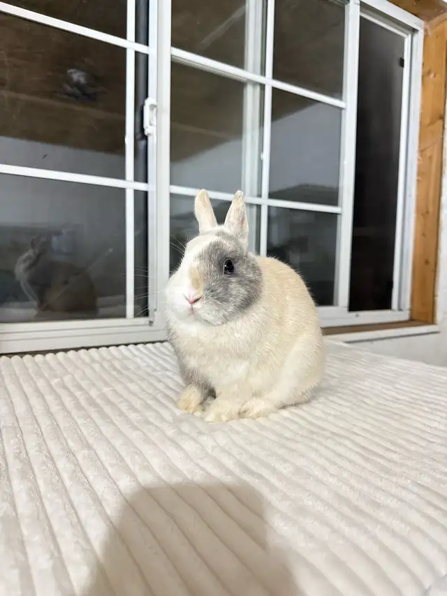 Friendly Male Netherland Dwarf bunny - Photo 3