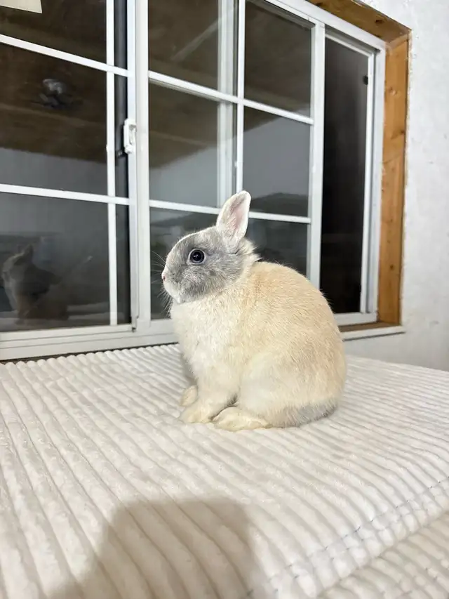 Friendly Male Netherland Dwarf bunny - Photo 4
