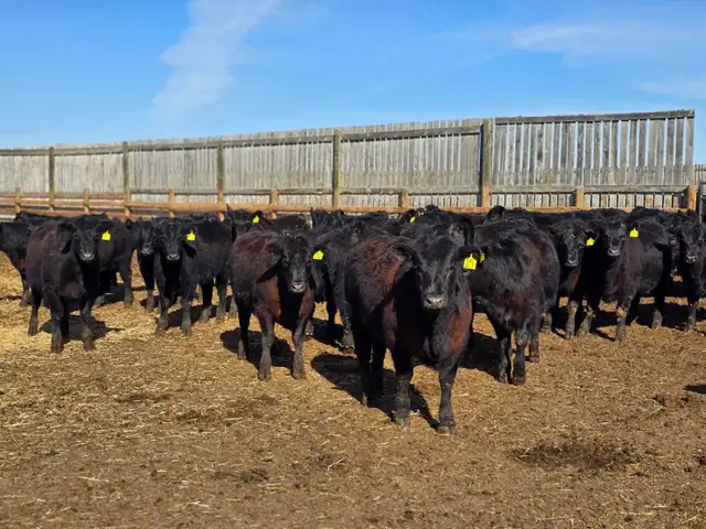 Premium Replacement Heifers!