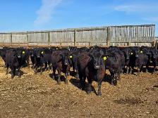 Premium Replacement Heifers!