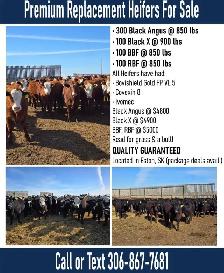 Premium Replacement Heifers! - Photo 6
