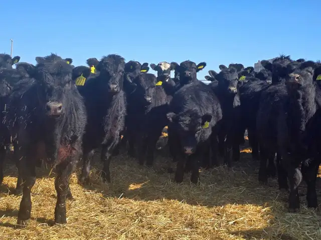 Premium Replacement Heifers! - Photo 7