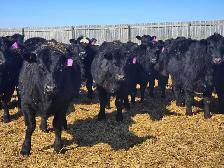Premium Replacement Heifers! - Photo 8