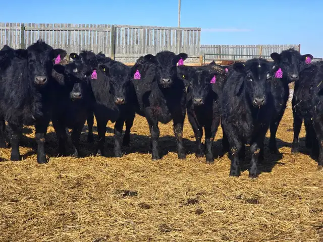 Premium Replacement Heifers! - Photo 9