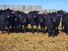 Premium Replacement Heifers! - Photo 9