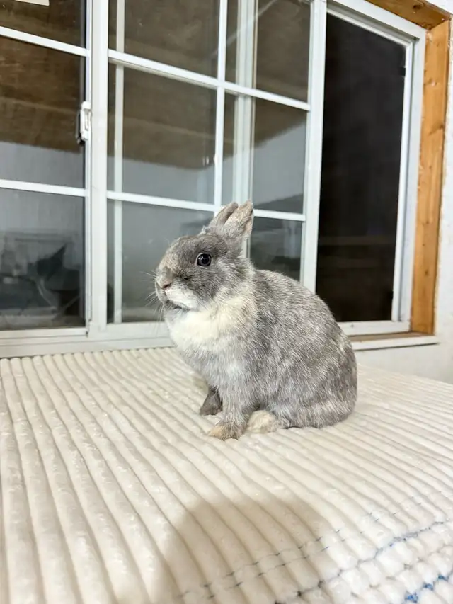 Sweet Female Netherland Dwarf bunny