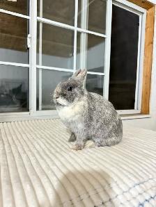 Sweet Female Netherland Dwarf bunny