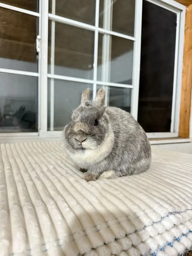 Sweet Female Netherland Dwarf bunny - Photo 2