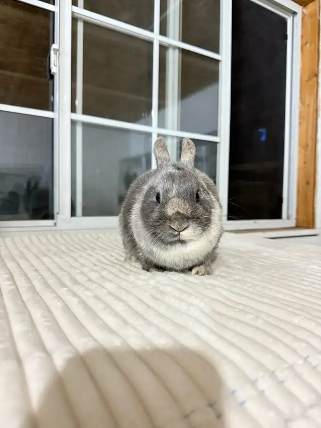 Sweet Female Netherland Dwarf bunny - Photo 3