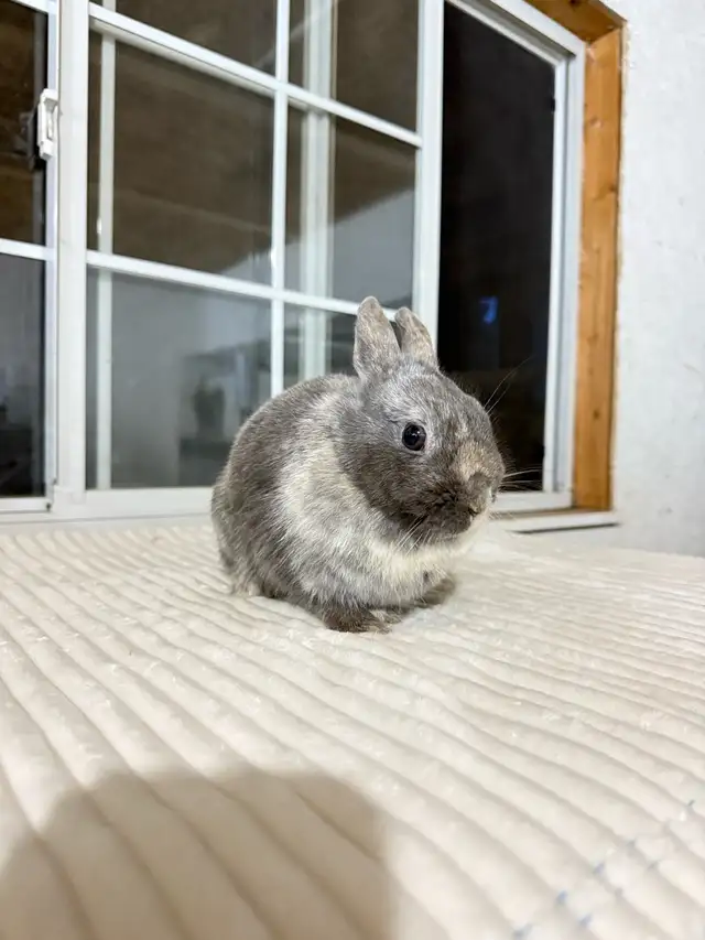 Sweet Female Netherland Dwarf bunny - Photo 4