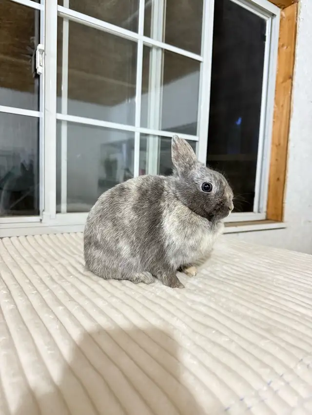 Sweet Female Netherland Dwarf bunny - Photo 5