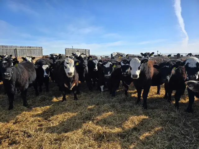 Top Quality Replacement Heifers - Photo 2