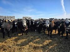 Top Quality Replacement Heifers - Photo 2