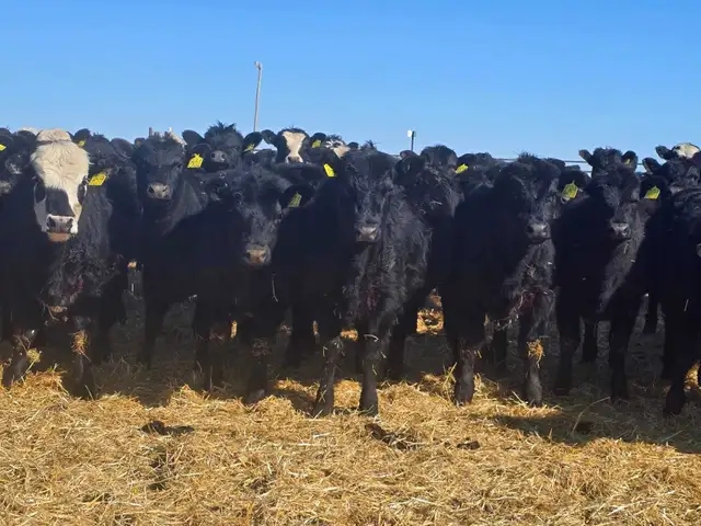 Top Quality Replacement Heifers - Photo 4