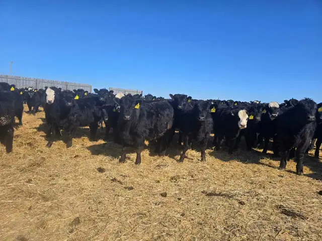 Top Quality Replacement Heifers - Photo 6