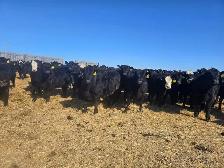 Top Quality Replacement Heifers - Photo 6