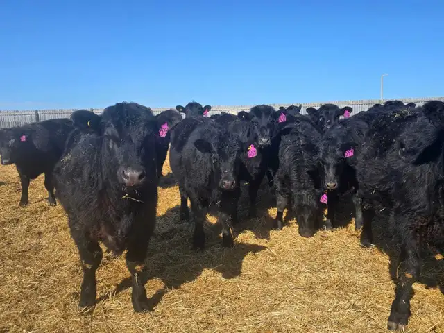 Top Quality Replacement Heifers - Photo 7