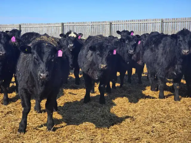 Top Quality Replacement Heifers - Photo 8