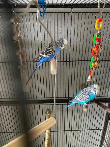 Bonded Pair of Male Budgies Plus Cage, Accessories & Food