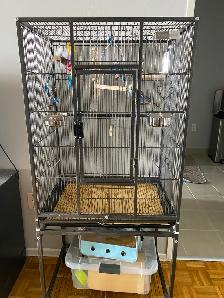 Bonded Pair of Male Budgies Plus Cage, Accessories & Food - Photo 2