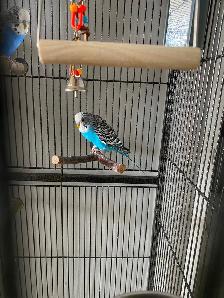 Bonded Pair of Male Budgies Plus Cage, Accessories & Food - Photo 3