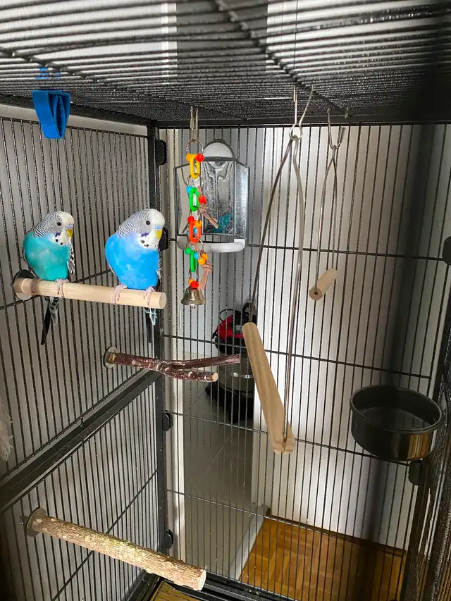 Bonded Pair of Male Budgies Plus Cage, Accessories & Food - Photo 4