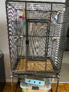 Bonded Pair of Male Budgies Plus Cage, Accessories & Food - Photo 5