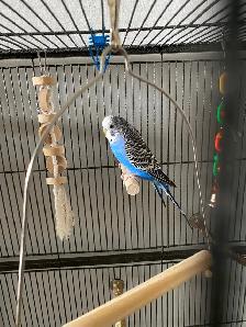 Bonded Pair of Male Budgies Plus Cage, Accessories & Food - Photo 6