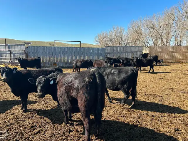 Home Grown 1st Calf Heifer Pairs