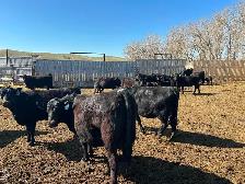 Home Grown 1st Calf Heifer Pairs