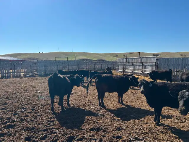 Home Grown 1st Calf Heifer Pairs - Photo 2