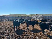 Home Grown 1st Calf Heifer Pairs - Photo 2