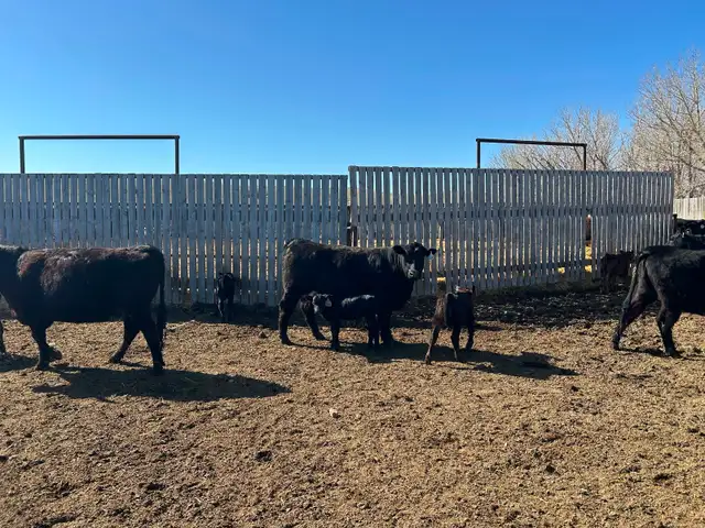 Home Grown 1st Calf Heifer Pairs - Photo 3