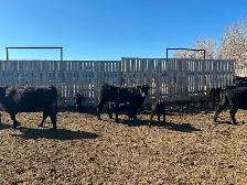 Home Grown 1st Calf Heifer Pairs - Photo 3
