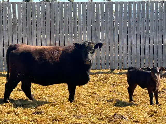 Home Grown 1st Calf Heifer Pairs - Photo 4