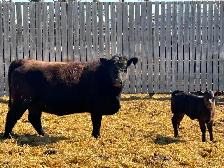 Home Grown 1st Calf Heifer Pairs - Photo 4