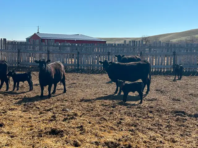 Home Grown 1st Calf Heifer Pairs - Photo 5