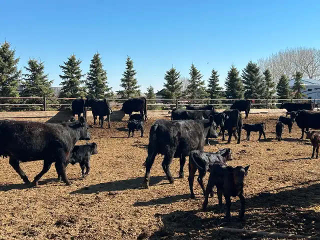 Home Grown 1st Calf Heifer Pairs - Photo 6