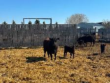 Home Grown 1st Calf Heifer Pairs - Photo 7