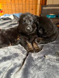 Chiot Berger allemand