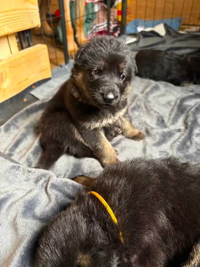 Chiot Berger allemand - Photo 2