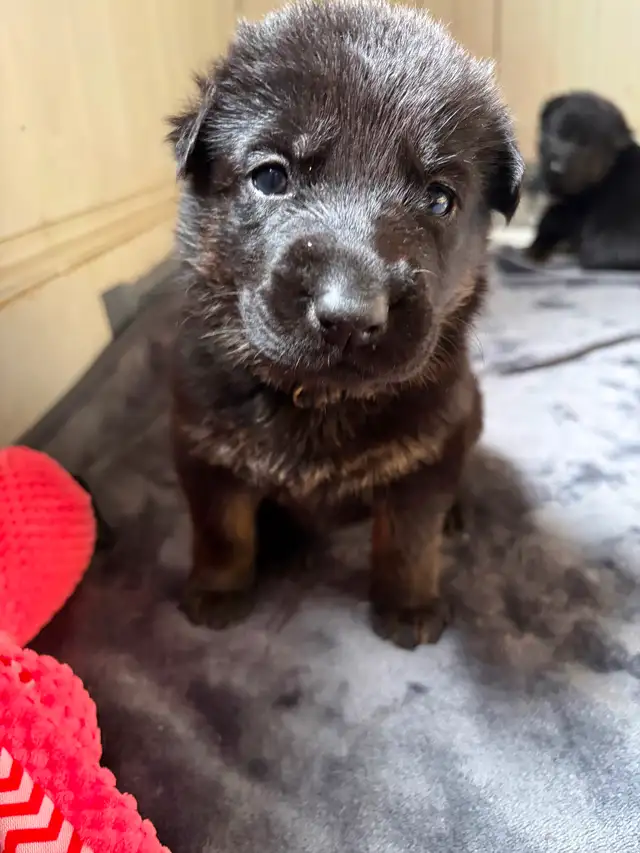 Chiot Berger allemand - Photo 3