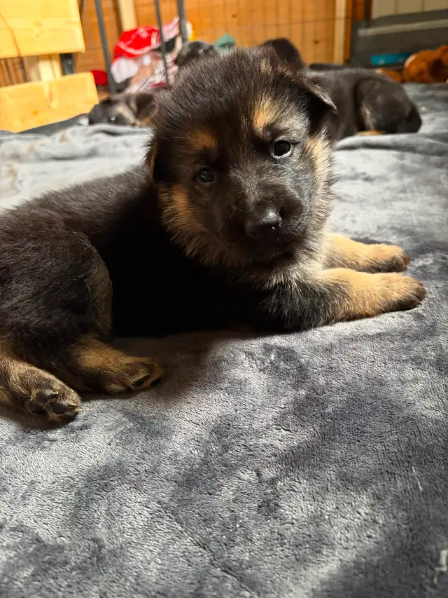 Chiot Berger allemand - Photo 4