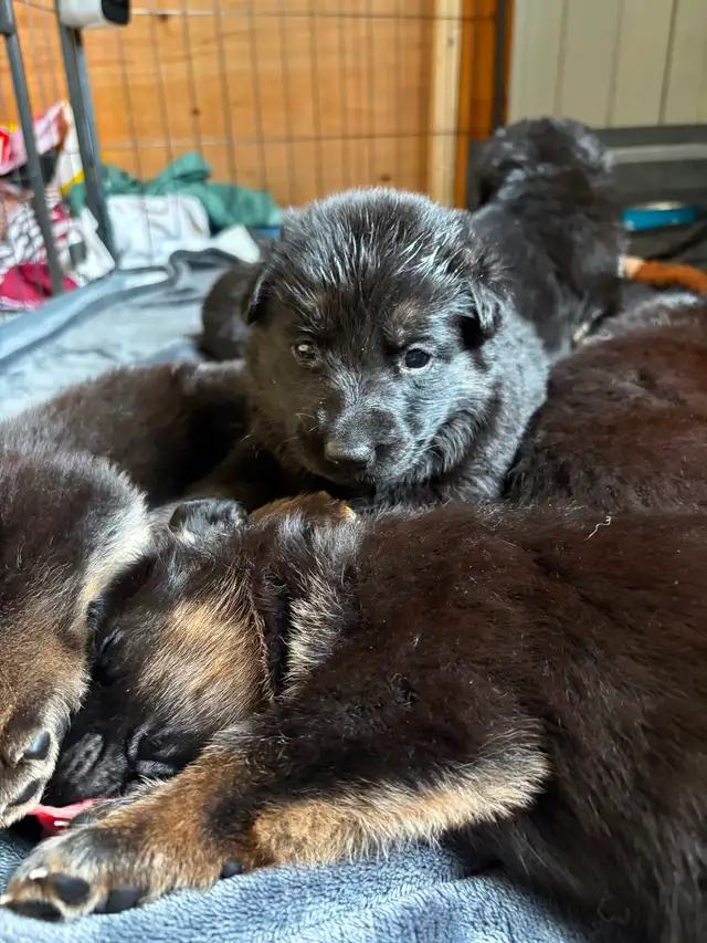 Chiot Berger allemand - Photo 5