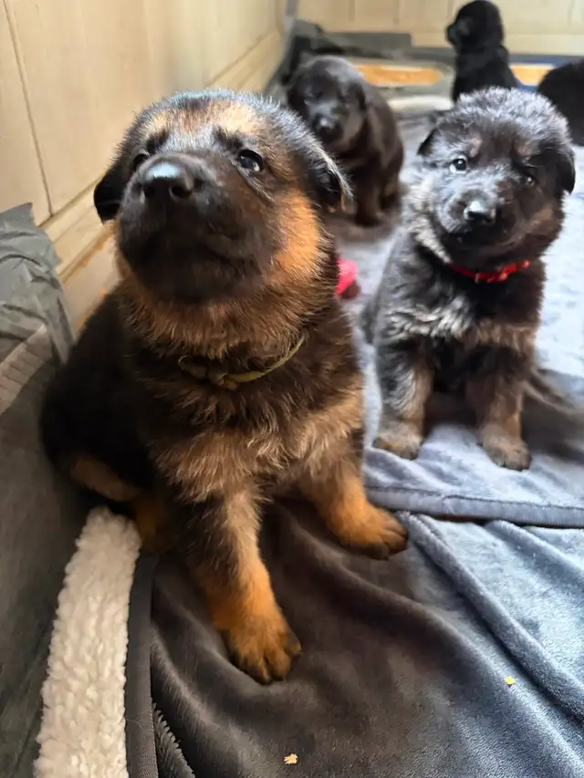 Chiot Berger allemand - Photo 6