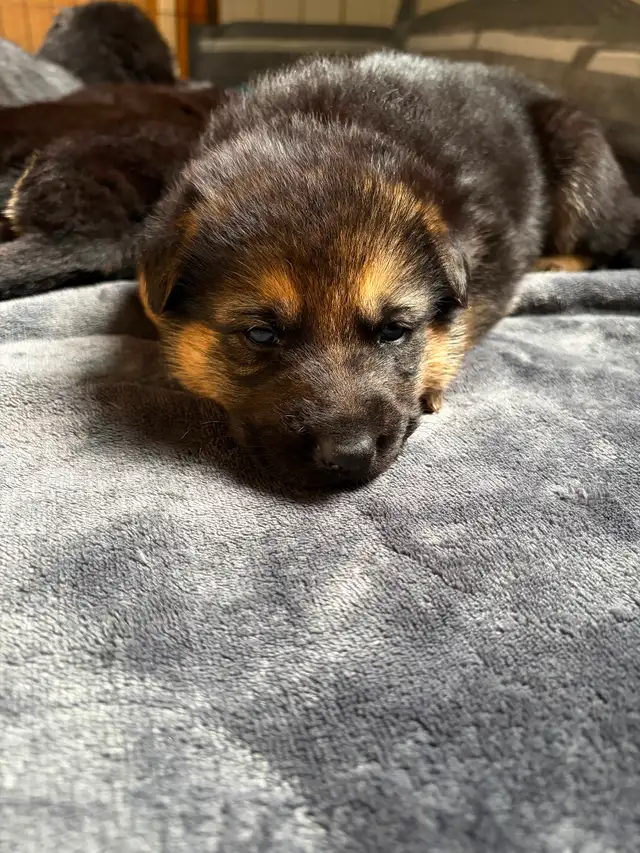 Chiot Berger allemand - Photo 7