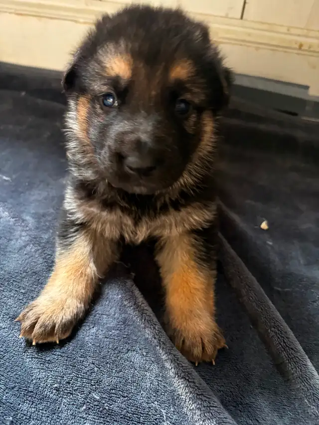 Chiot Berger allemand - Photo 8